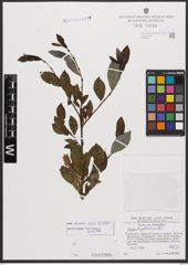 Salix bicolor Ehrh. ex Willd.